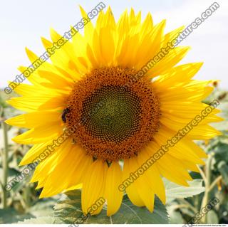 Sunflower 0001